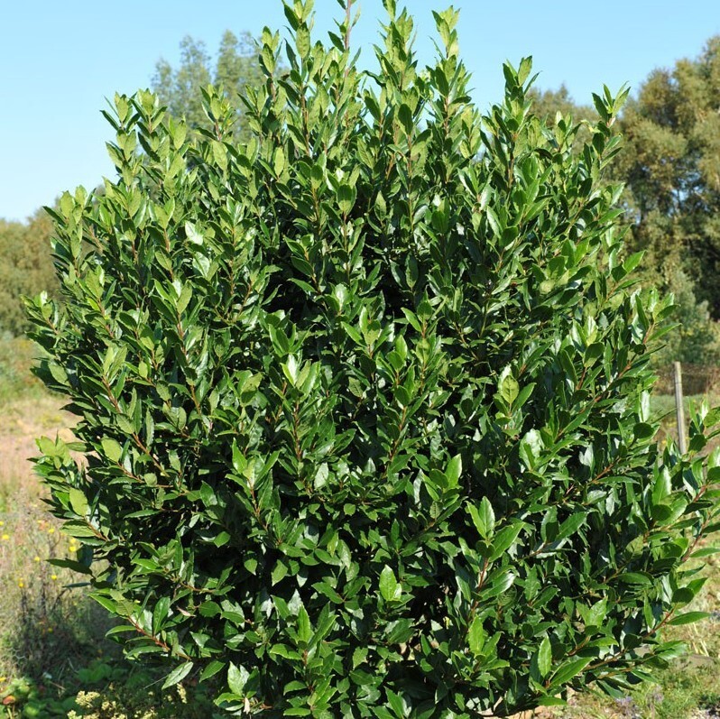 Sweet Bay Laurel Herb Plant – 8 to 10 Inch Tall – 1 Year Old Laurus Nobilis