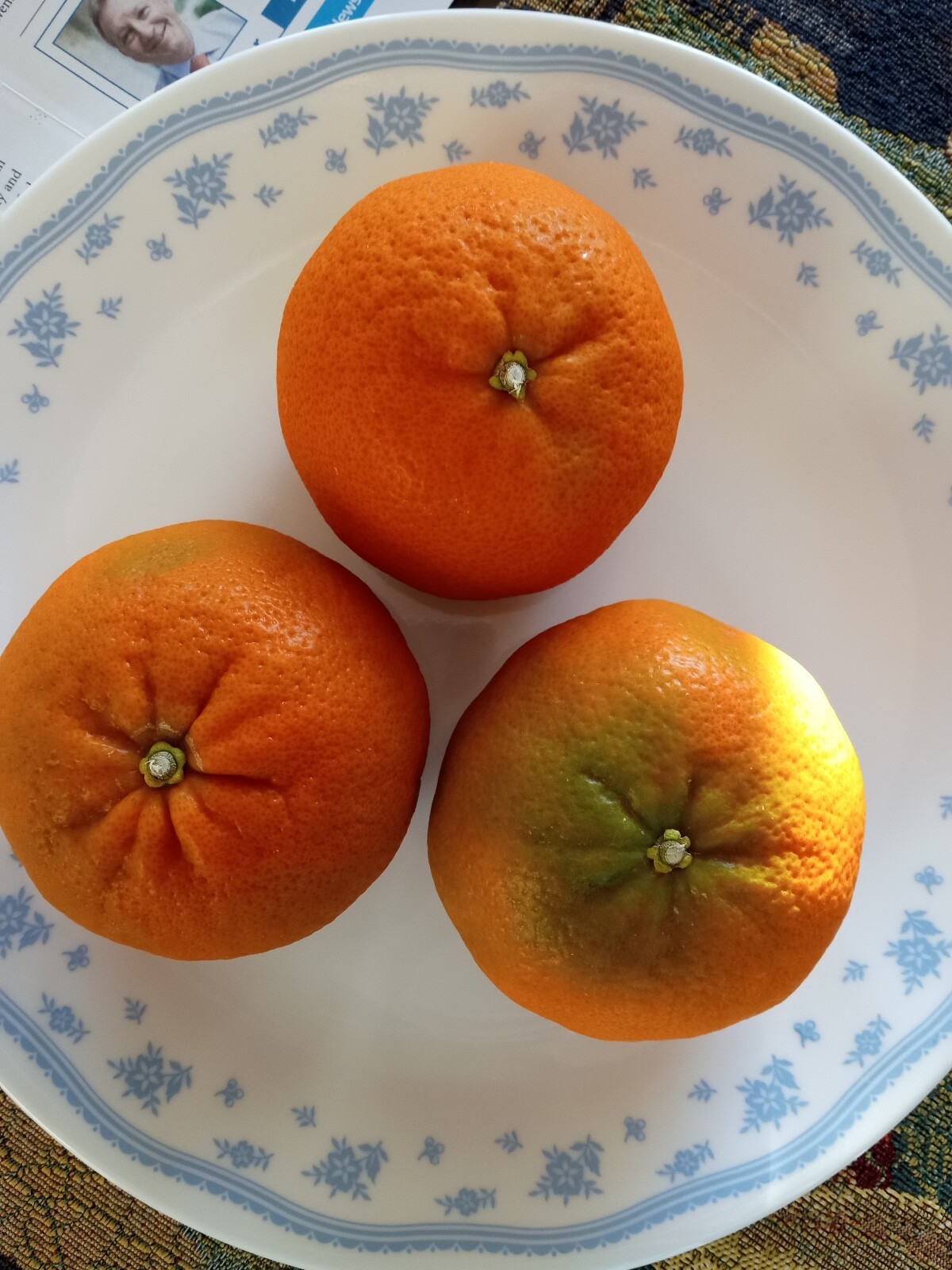 6 Sweet Juicy Honey Tangerine Seeds – Citrus Fruit – OUT OF STOCK