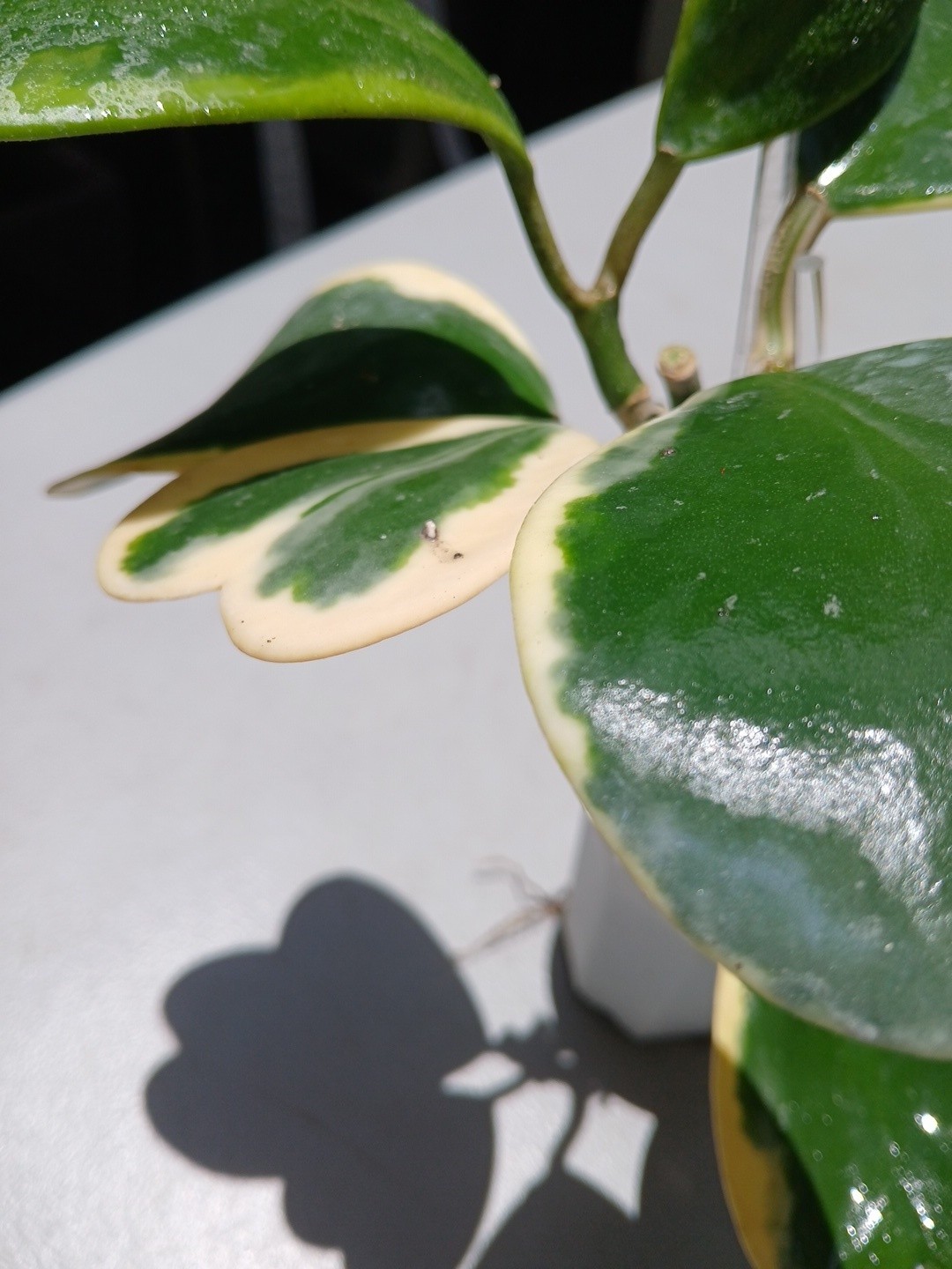 #913- HOYA KERRI VARIEGATED LIVE PLANT, LARGE LEAF, LARGE PLANT,
