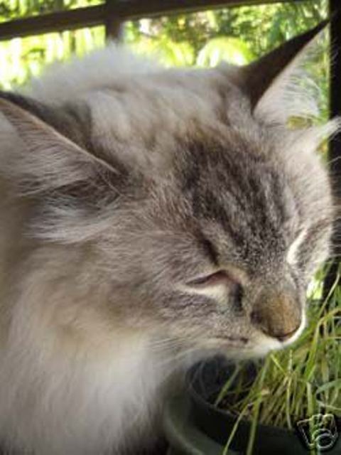 ORGANIC WHEAT GRASS 6000 SEEDS CAT/RABBIT/DOG/BIRD/TURTLE & HUMANS FRESH SEED