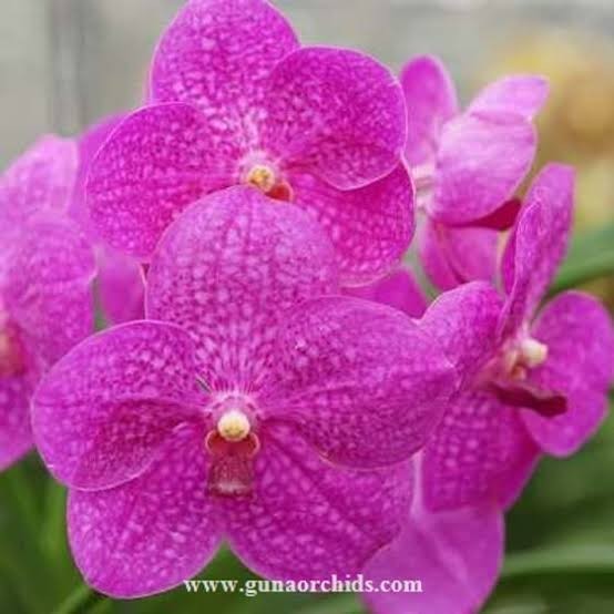 Vanda – Suphan Pink