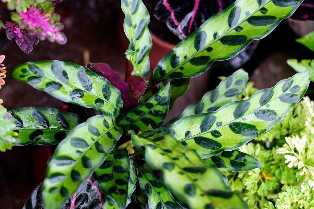 American Plant Exchange Live Calathea Rattlesnake – 4-Inch Pot – Pet-Friendly Tr