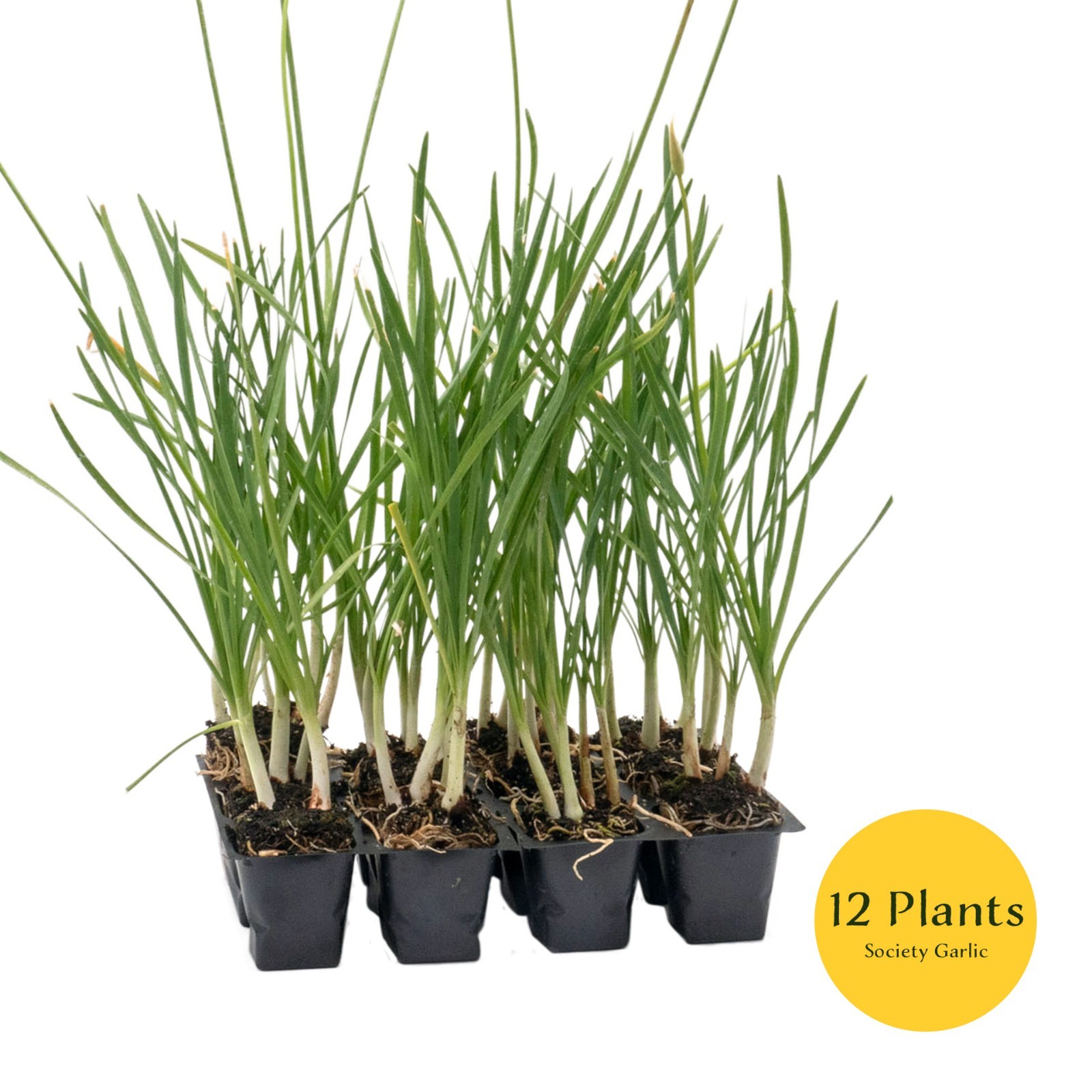 Society Garlic in 2.5” Nursery Cubes (Tulbaghia violacea) | Live Starter Plants