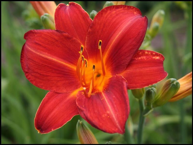 Chicago Apatche Daylily Hemerocallis One Rooted Starter Plant