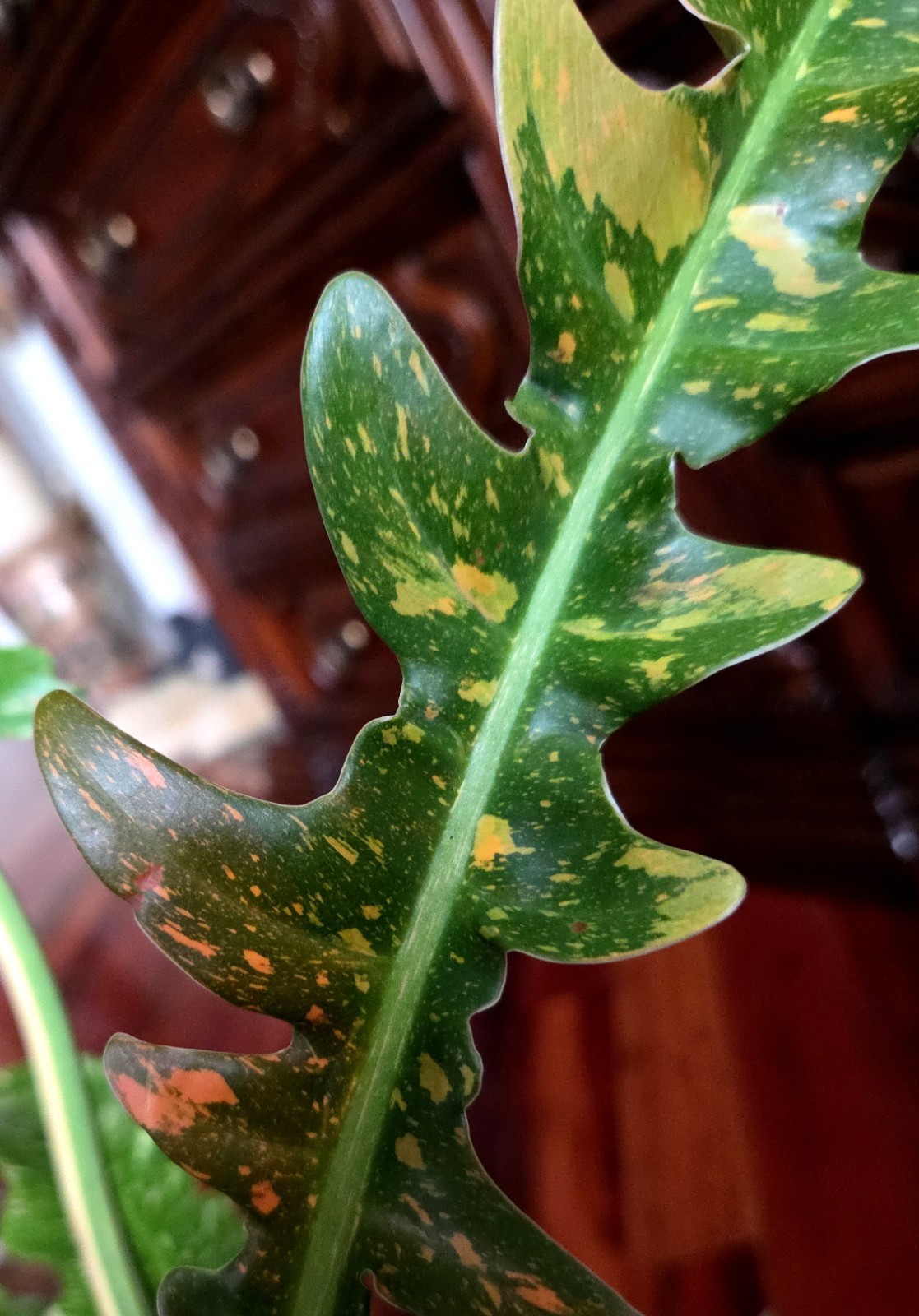 RARE XL Philodendron Ring Of Fire 30″ Tall 1 Gal Pot No Monstera Anthurium Aroid
