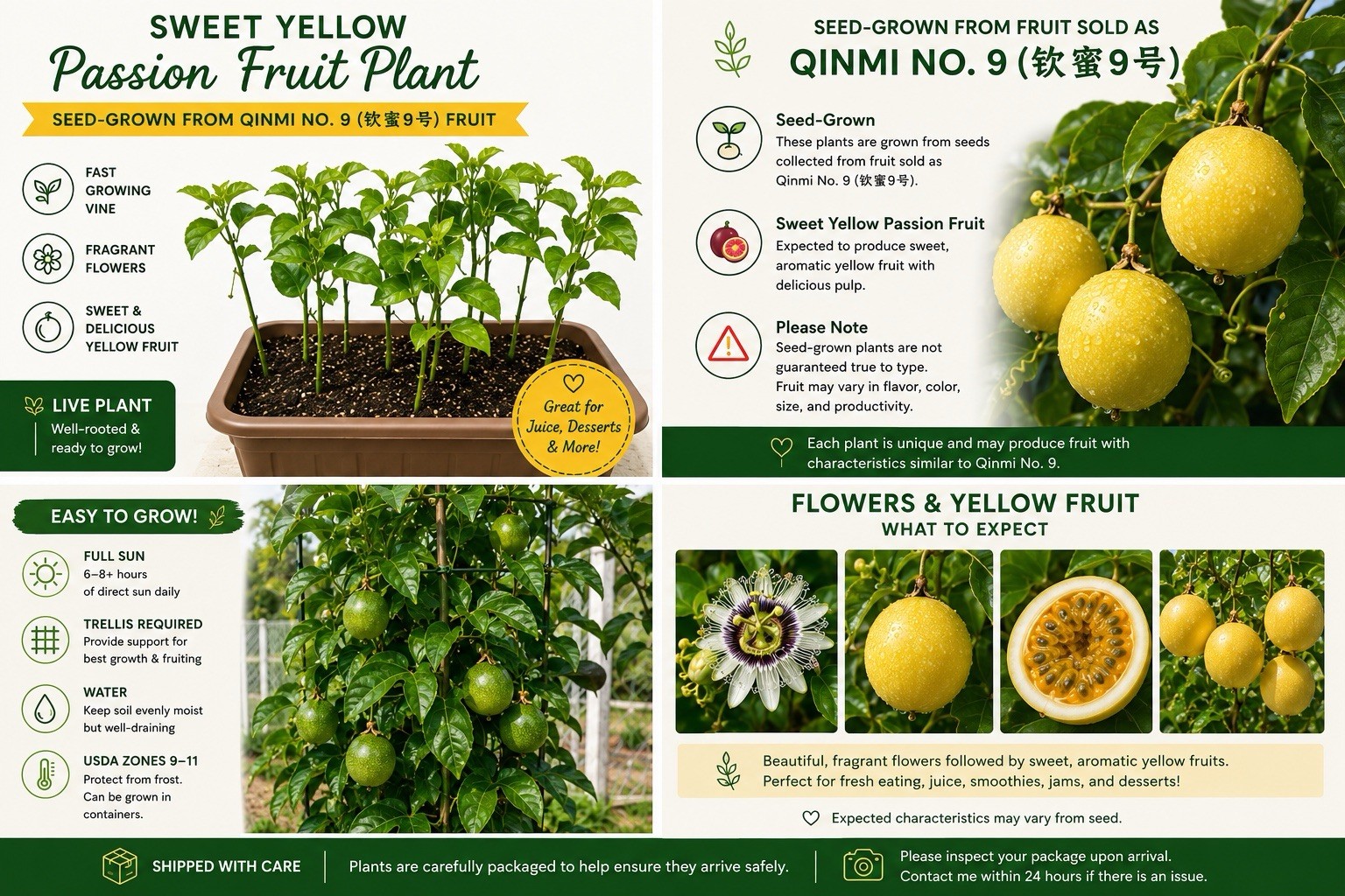 Sweet Yellow Passion Fruit Plant | Seed-Grown from Qinmi No. 9 钦蜜9号 Fruit