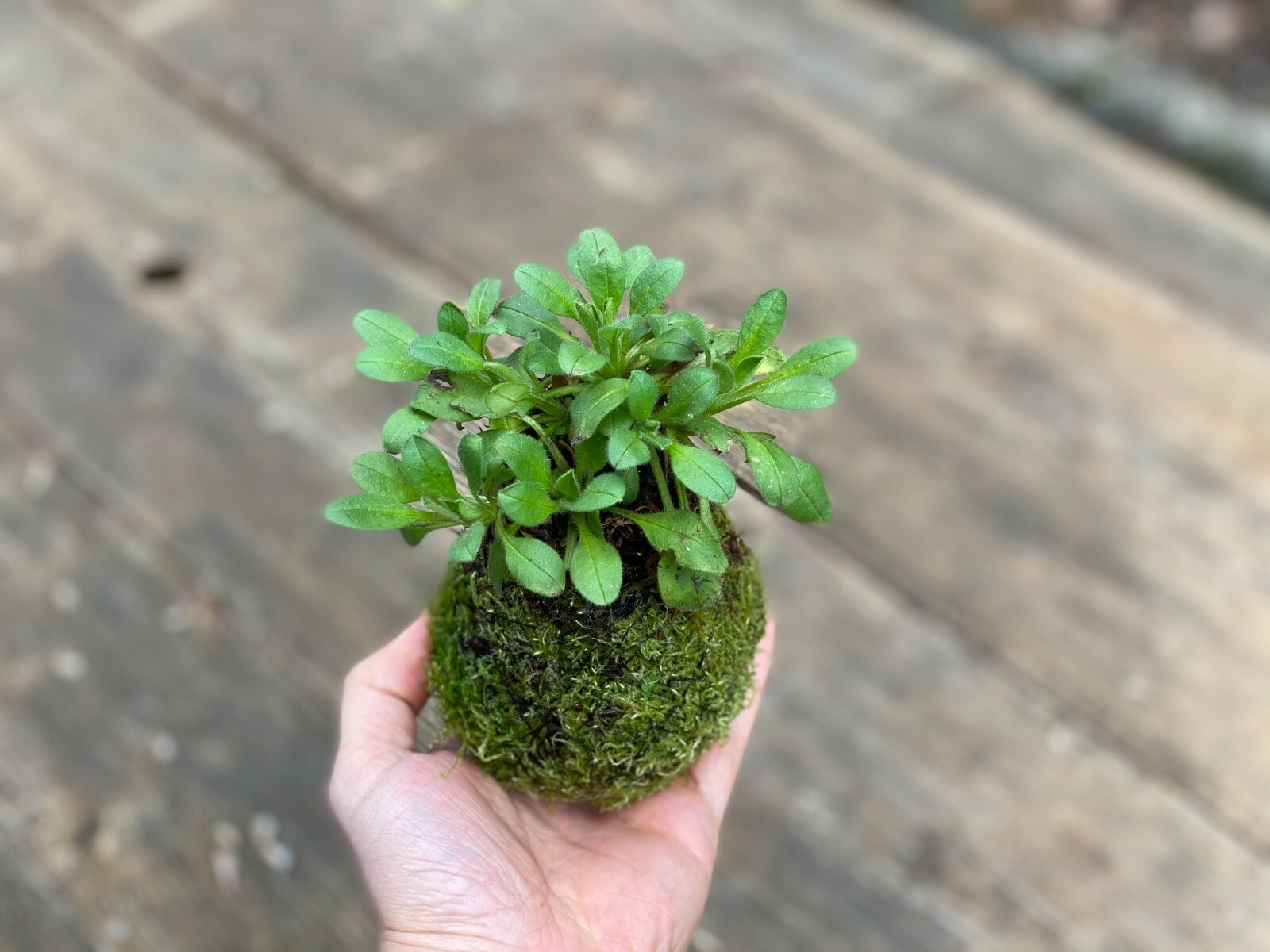 Traditional Japanese “Kokedama” Moss Garden – Made with Live Moss- Cold Tolerant