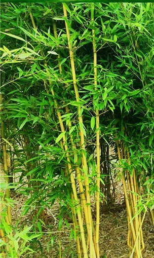 50+Golden Bamboo Seeds Yellow Crookstem Bamoo Home Decoration Cold Hardiness USA