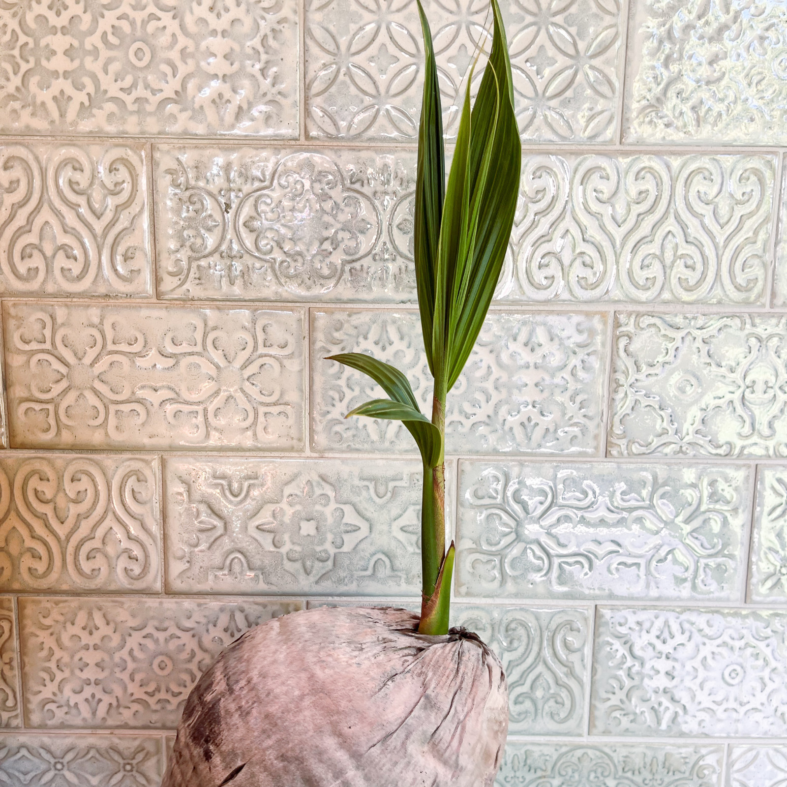 Coconut Palm Live Plant – FREE SHIPPING – Green Malayan Dwarf – 4″ to 10″ Tall