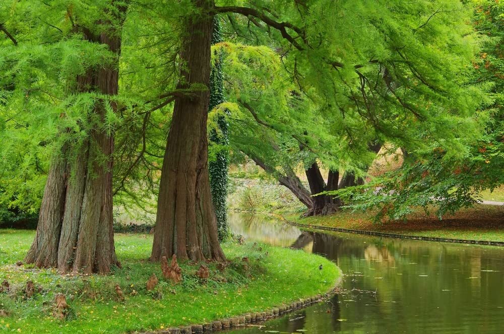 Dawn Redwood Tree Seeds – 35 Seeds – Ships from USA – Metasequoia glyptostroboid