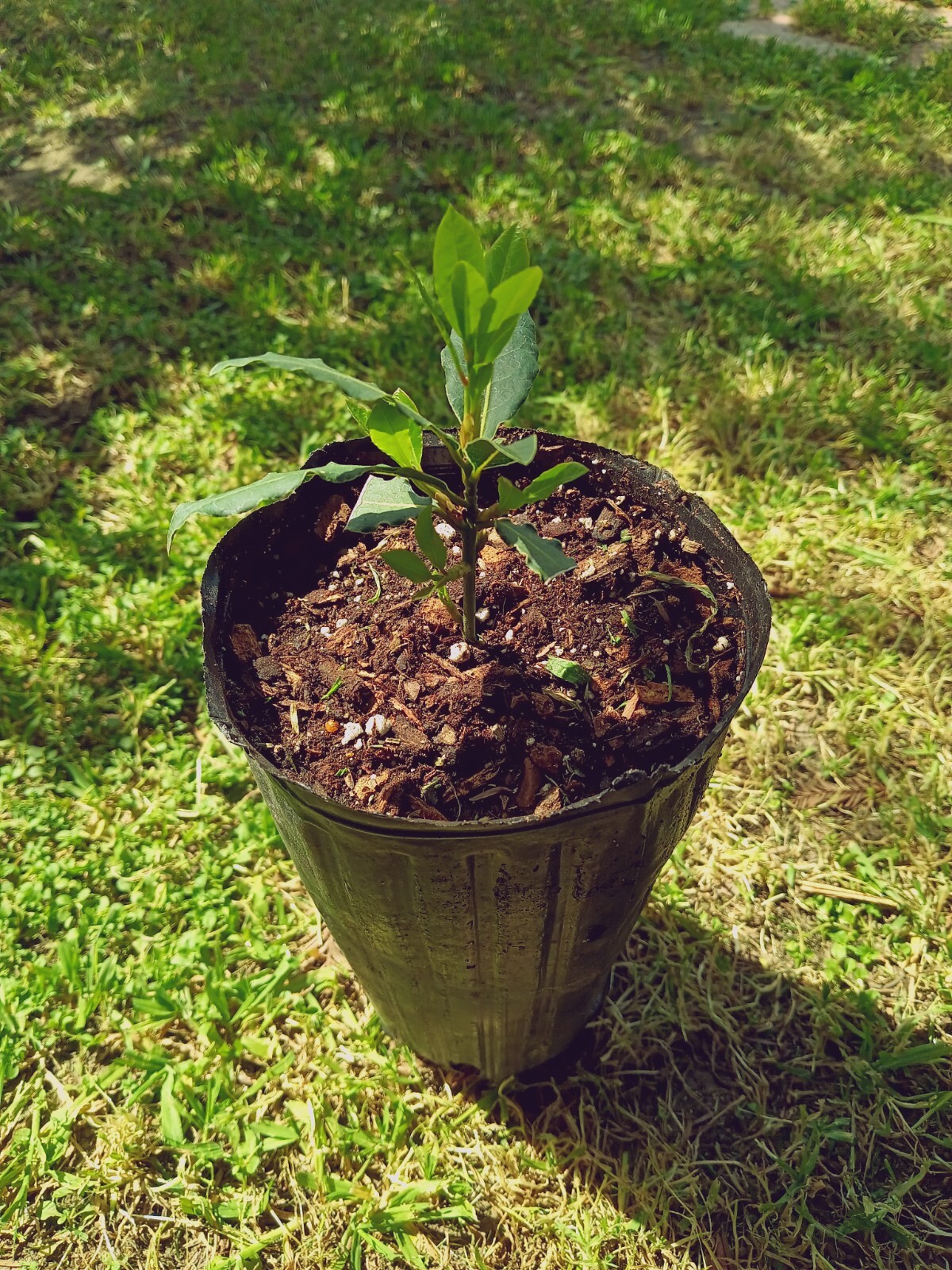 Laurus Nobilis “Bay Tree” “Sweet Bay” LIVE PLANT.