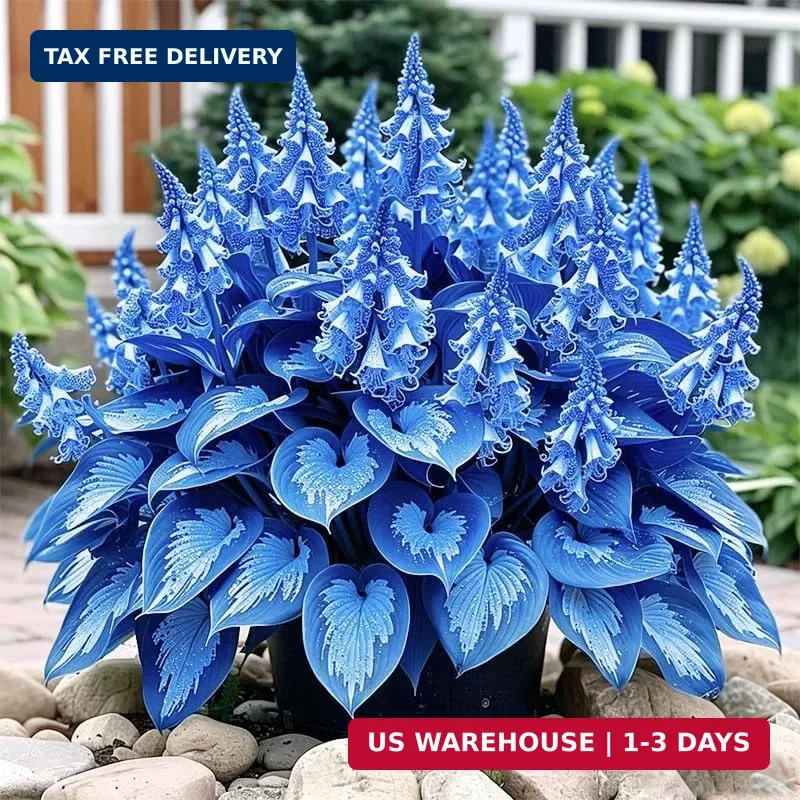 220+ Mix Hosta Seeds for Planting – Shade Tolerant, Perennial Foliage Plant, Ide