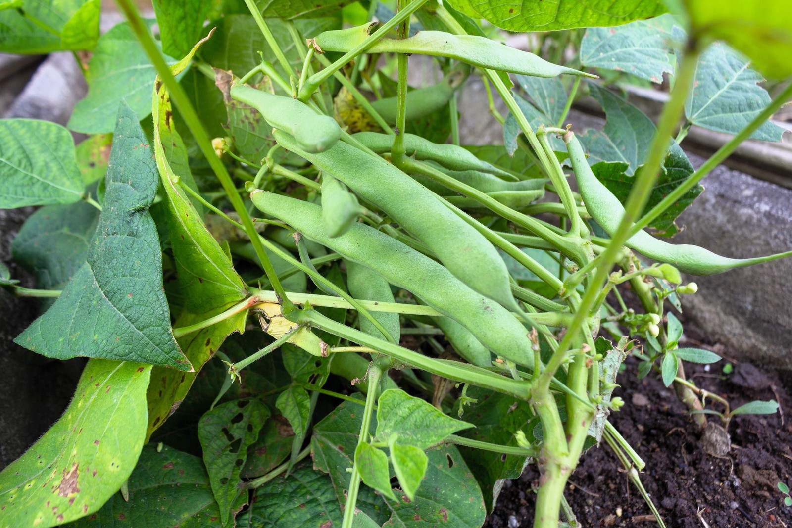 50 ROMA ITALIAN GREEN BEAN Phaseolus Vulgaris Vegetable Seeds *Comb S/H