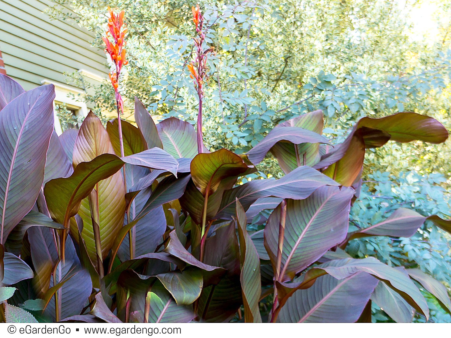 Canna Lily Bulbs Dark Red/Purple Musifolia – Large tropical plant w/ Red flowers