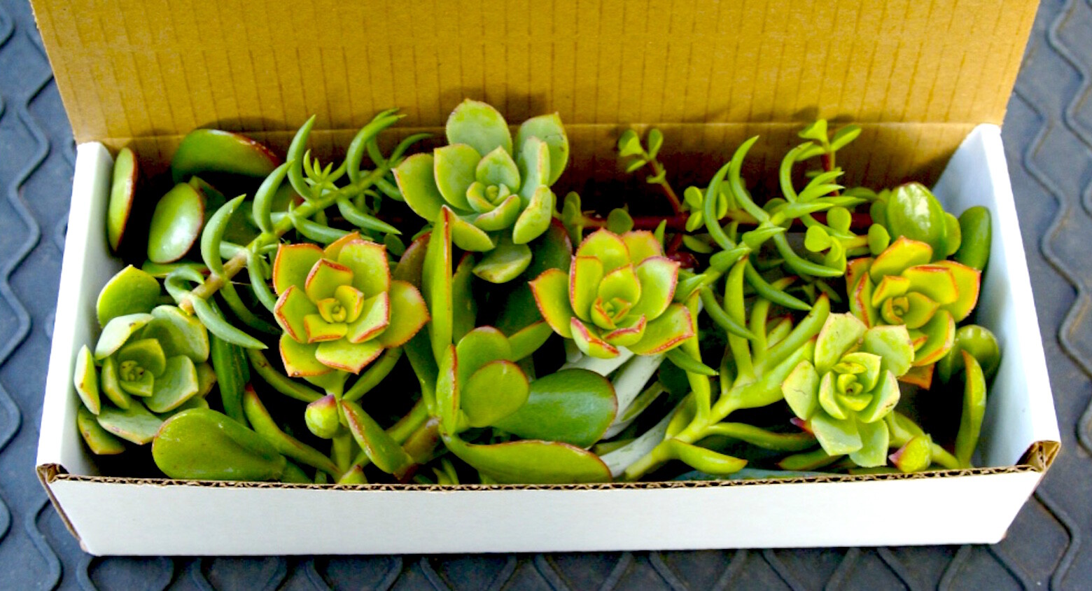 20+ Easy Succulent Cuttings – Mixed Varieties with Instructions & Free Shipping