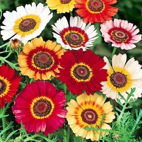 Bulk Painted Daisy Seeds Heirloom Tanacetum coccineum Classic Garden Perennial