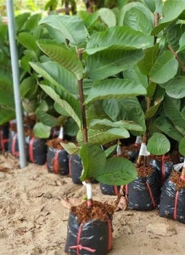 Pink Guava Tree 5”-10” Live Tropical Fruit Plant | Sweet Pink Flesh – Organic US