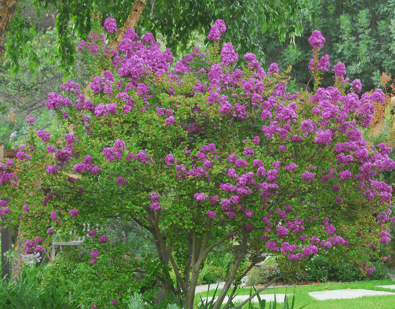 Centennial Crape Myrtle: Elegant Shrub with Saturated, Dark Purple Flowers