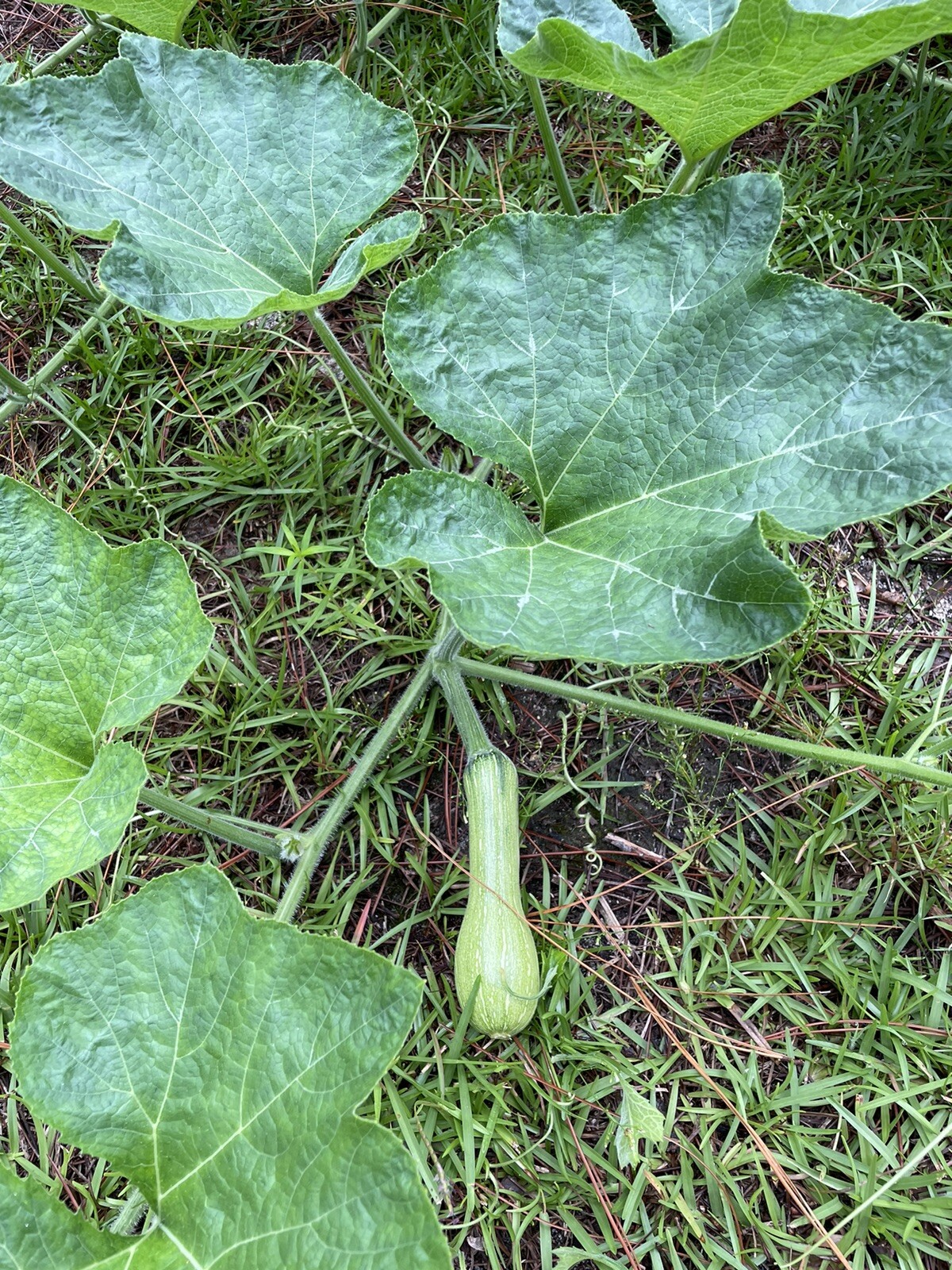 20 long Pumpkin Seeds 2023 fall fresh 番瓜倭瓜 种子