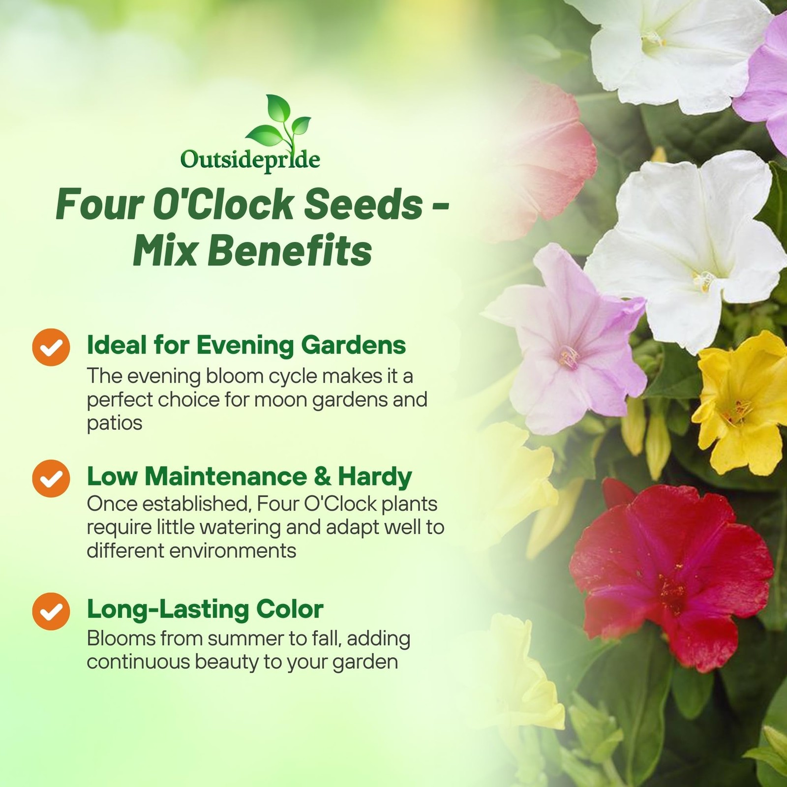 Mixed Four O’clock Flower Seeds – 1/4 lb Perennial Fragrant, Trumpet-Shaped B…