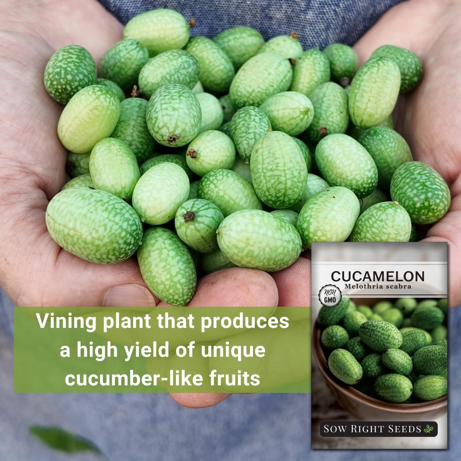 Cucamelon Seeds Non GMO Heirloom Mexican Sour Gherkin Garden Pack