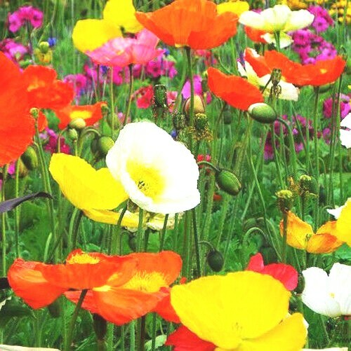 2000+CORN Field POPPY MIX Flower Seeds Wildflower Garden Container Fast Easy