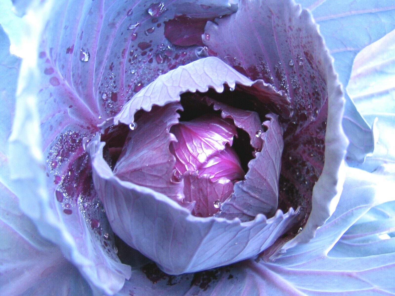 401+RED ACRE Cabbage Seeds Heirloom Spring Fall Vegetable Garden Patio Container