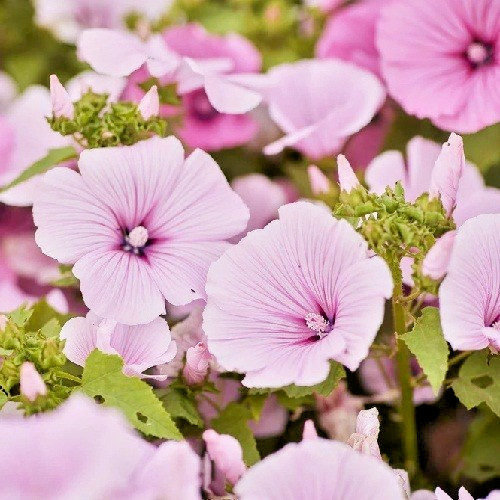 Pink Rose Mallow Flower Seeds Hibiscus Militaris 1,000 Fresh, Organic Seeds