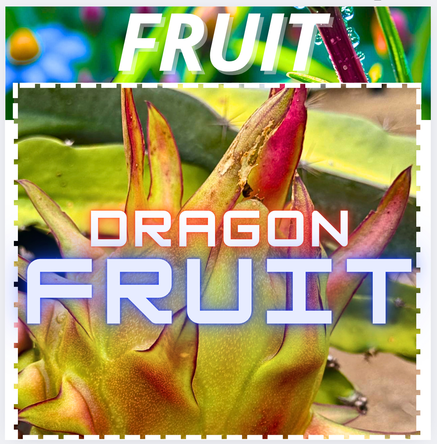 Celeste Dragon Fruit