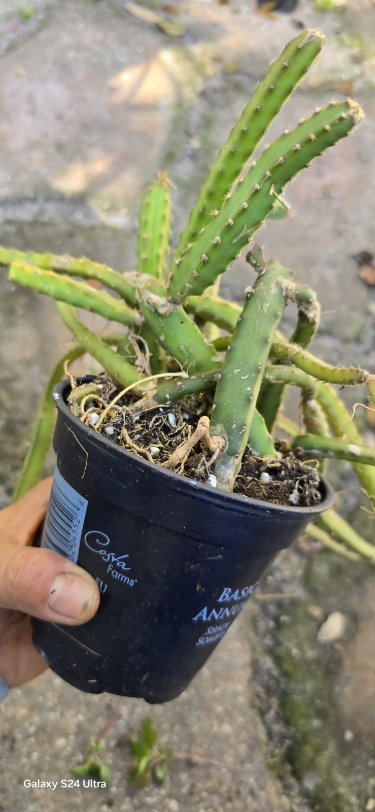 Selenicereus Pteranthus Plant Well Rooted In 4 Inches Nursery Pot