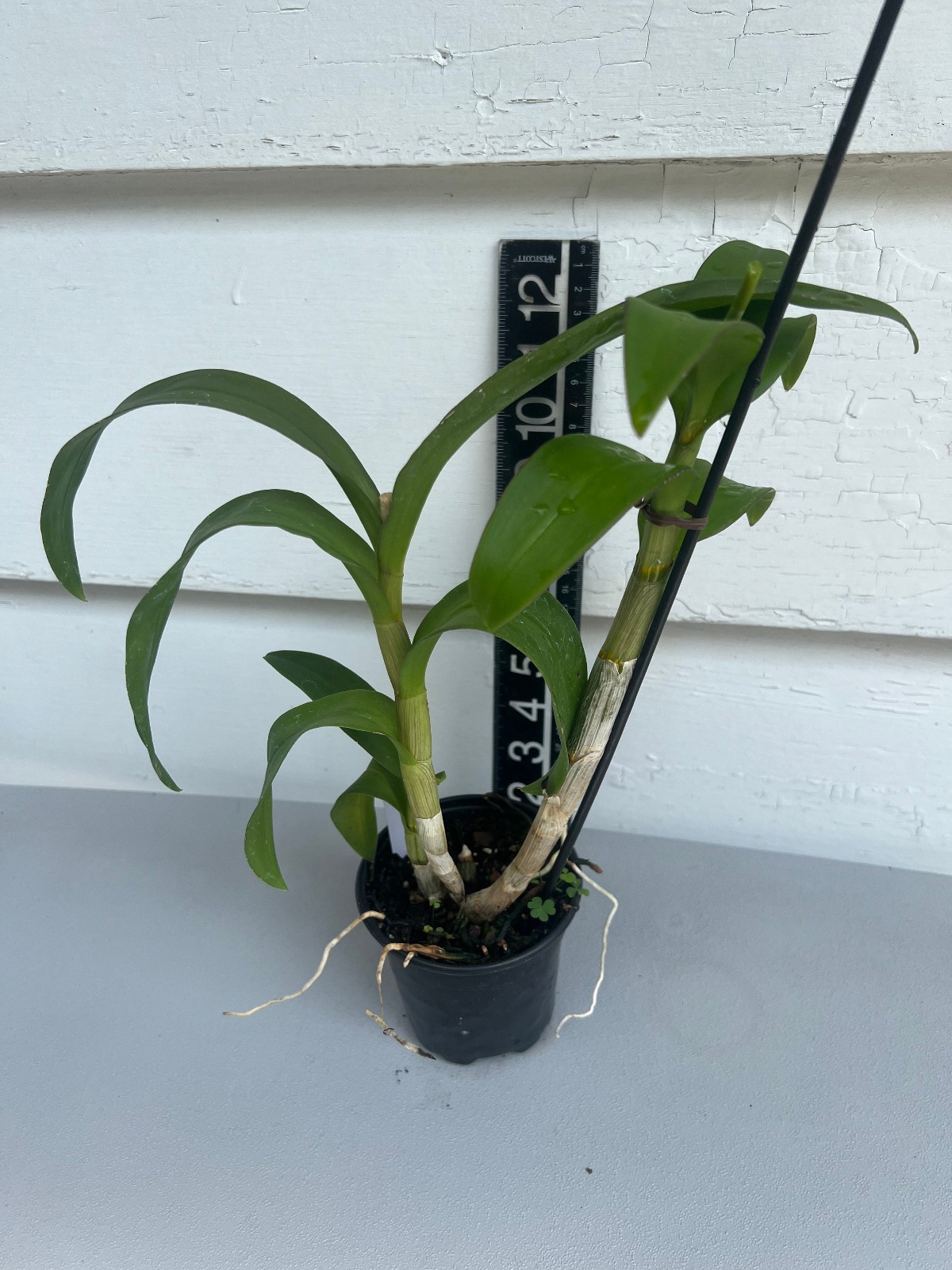 Dendrobium New Burana Red Stem. Live Dendrobium Orchid Plant. Blooming Size.