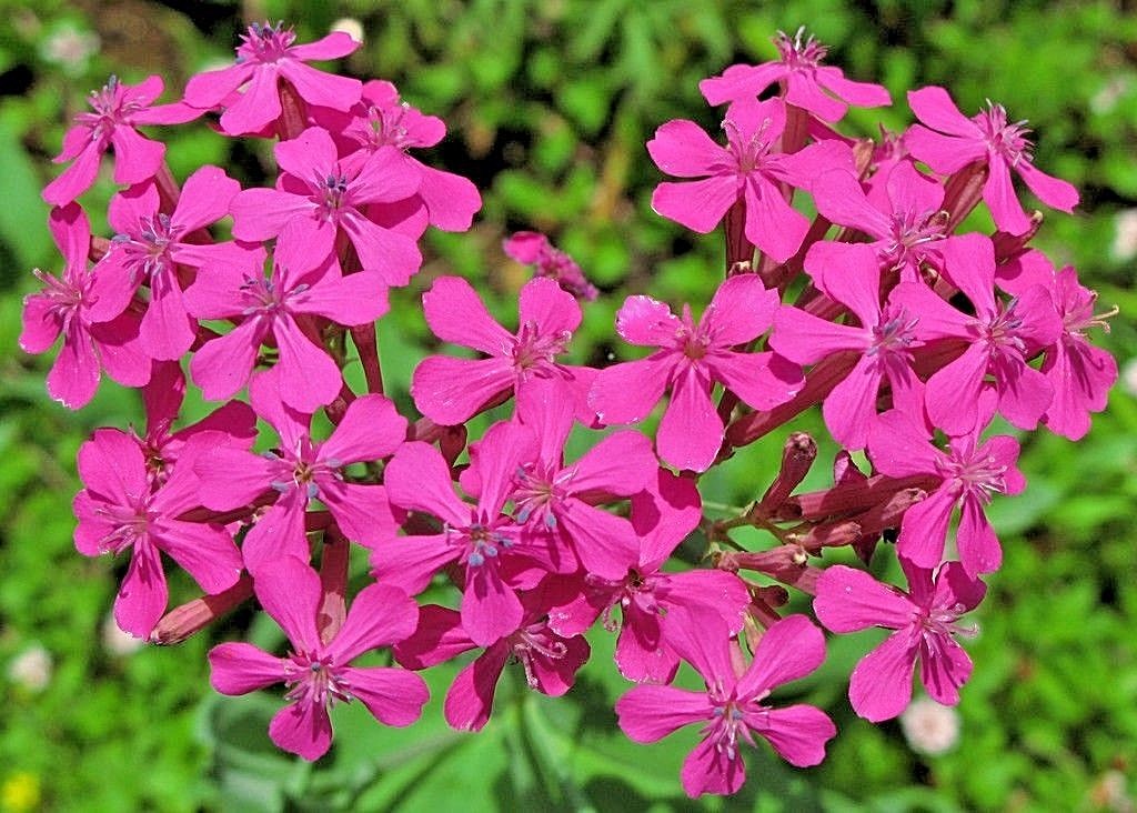 1000+CATCHFLY Flower Seeds None So Pretty Native Wildflower Patio Container Easy