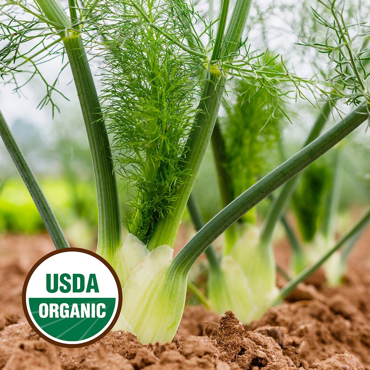 500 Organic Florence Fennel Organic Herb Seeds – Everwilde Farms Mylar Packet