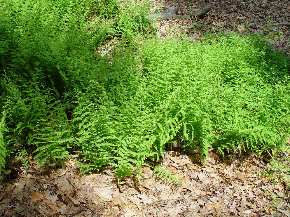 Hay-Scented Fern Rhizomes – Set 5 Bare Root – Hardy Native Shade Fern -Zones 3–8