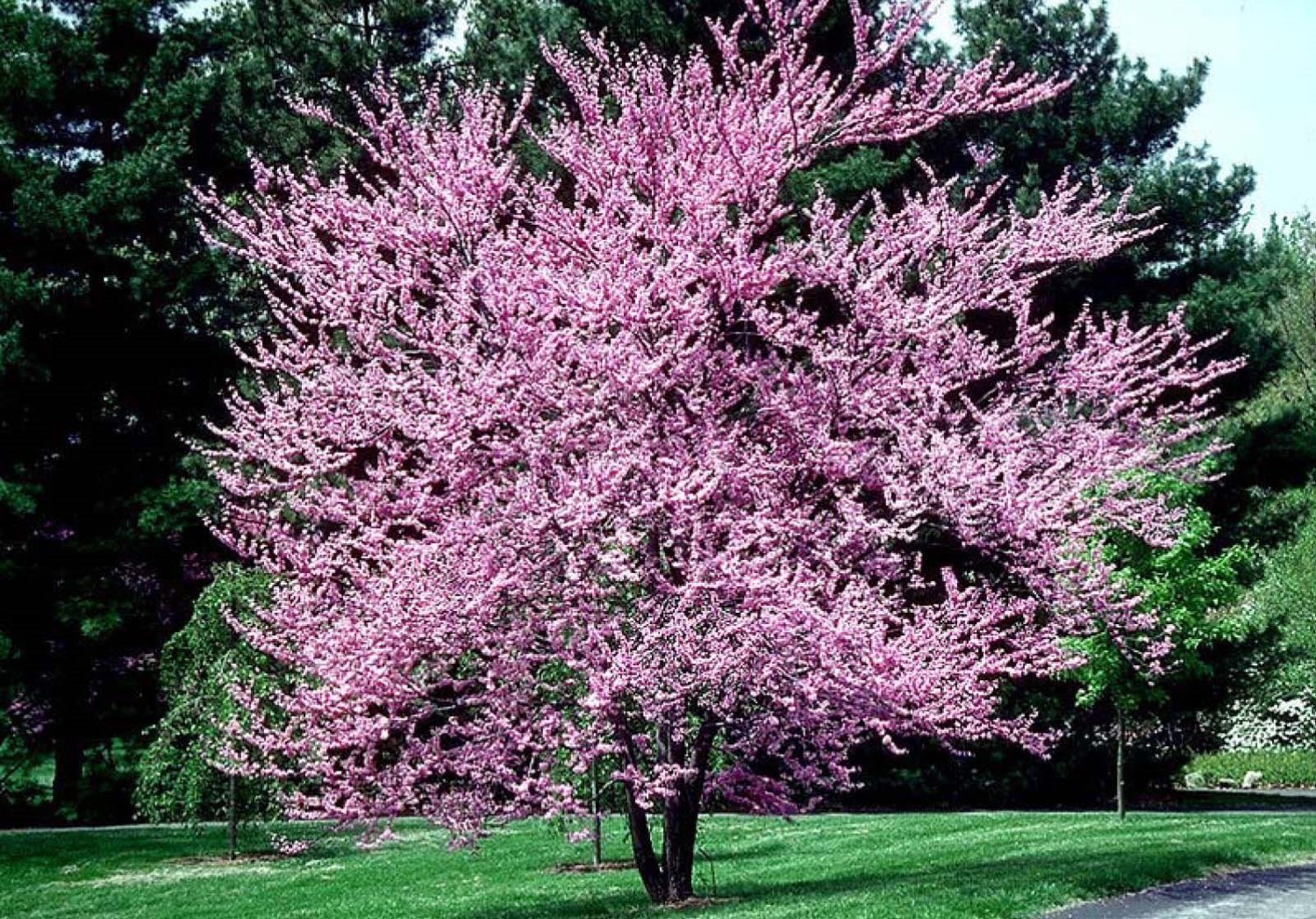 Eastern Redbud 24-36″ tall 2 year old tree (Cercis canadensis) plant