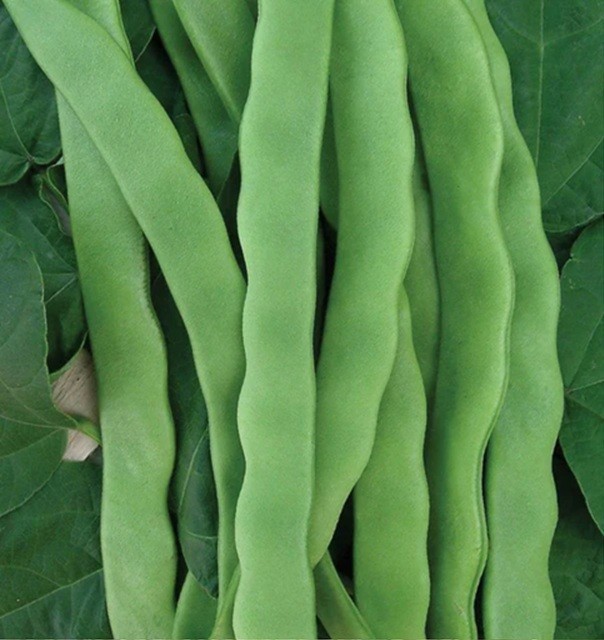 20+ Romano Pole Bean Seeds Italian Roma II Brown / White Flat Yard Qing Bain