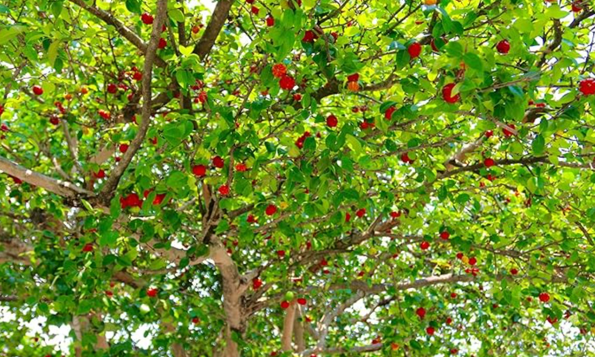 Set of 1 Live Surinam Cherry Plant – 4–6″ Tall – Soil-Wrapped Roots – No Pot