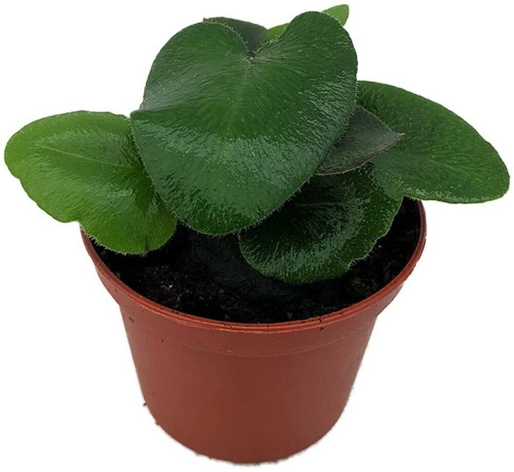 Hemionitis Arifolia Rare Floating Heart Fern Live Plant 2.5″ Pot Fern Houseplant