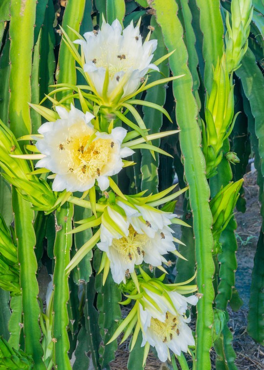 Yellow Dragonfruit Cactus Seeds (50) / ORGANIC / Golden Dragon / Dragon Fruit