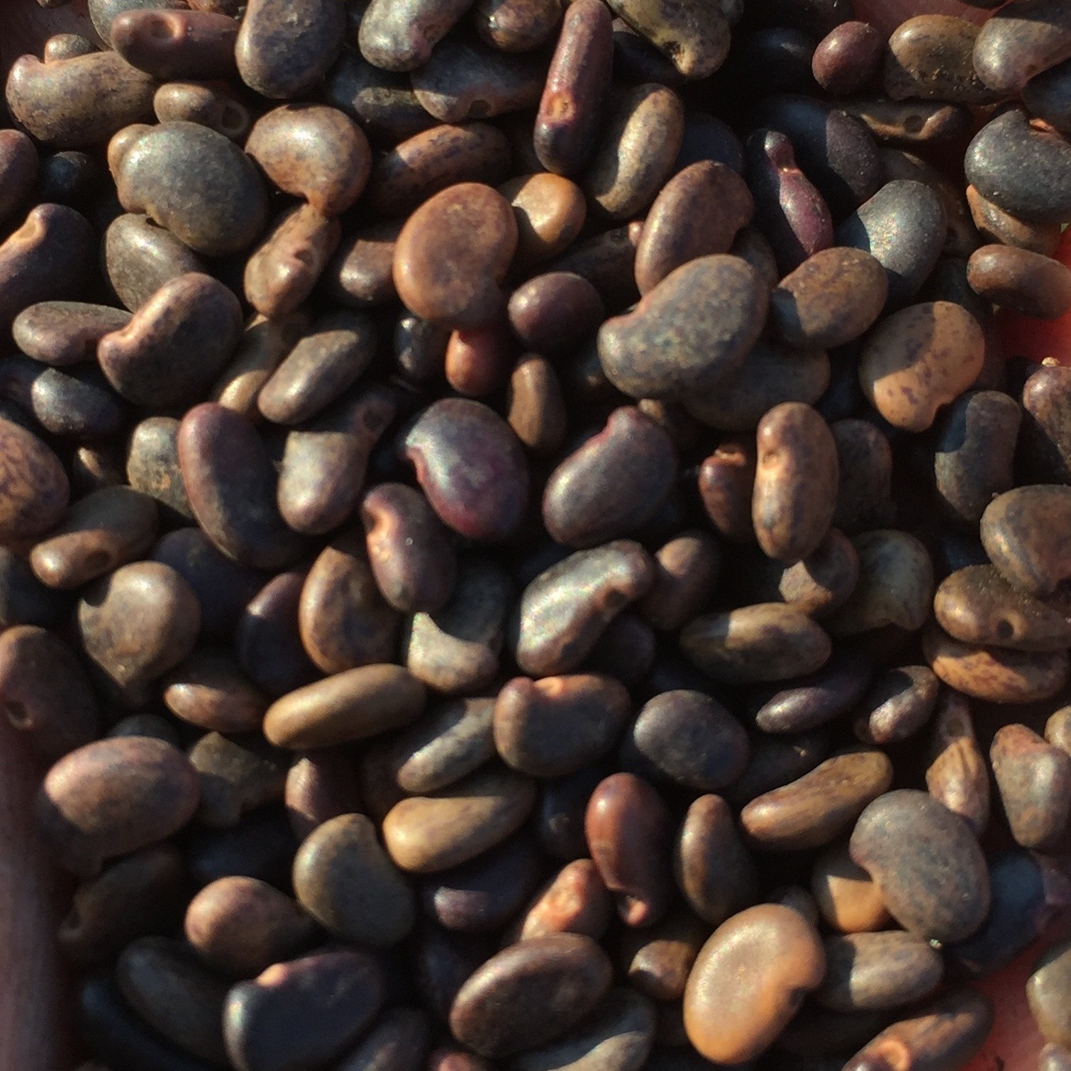 Shipmast Black Locust Seeds ~100 ‘Nyírségi’ (Robinia pseudoacacia)