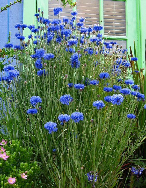250+ BACHELOR BUTTON TALL BLUE CORNFLOWER FRESH HARVEST FOR GARDENS