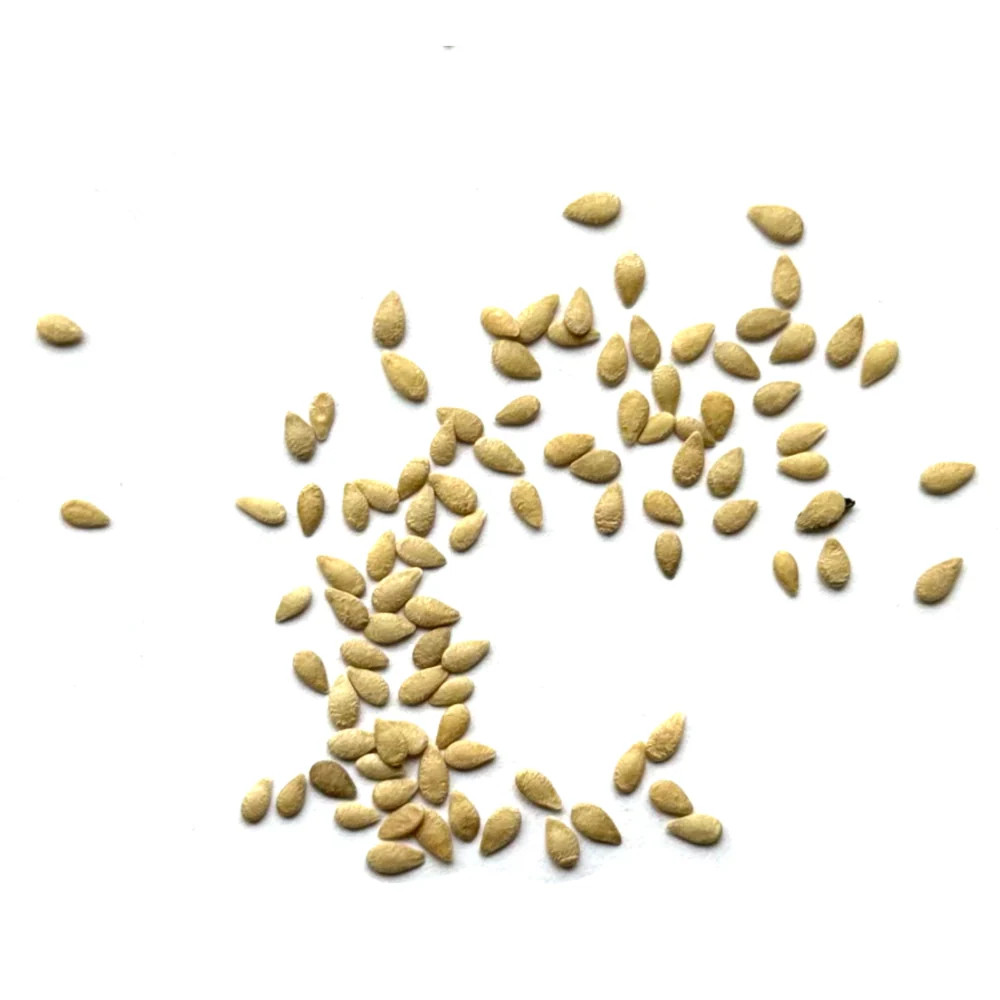 Cucamelon Seeds For Planting, Mexican Sour Gherkin (Melothria scabra)