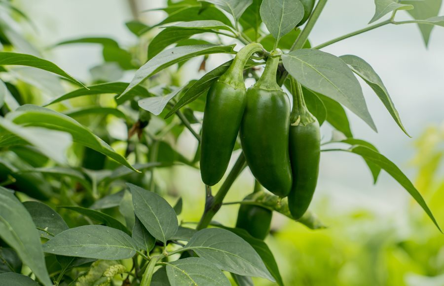 JALAPENO PEPPER LIVE STARTER PLANTS 4-6 INCHES SET OF 2