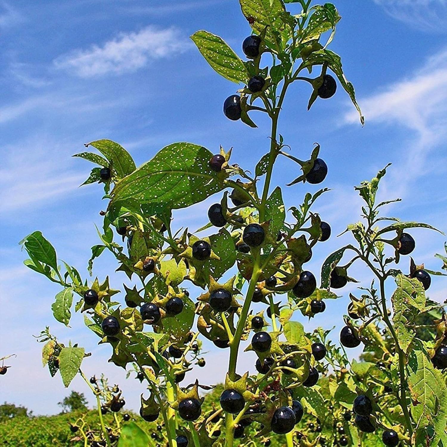 Palm Beach Medicinal Herbs – Belladonna (Atropa Belladonna) – Packet of 30 Seeds