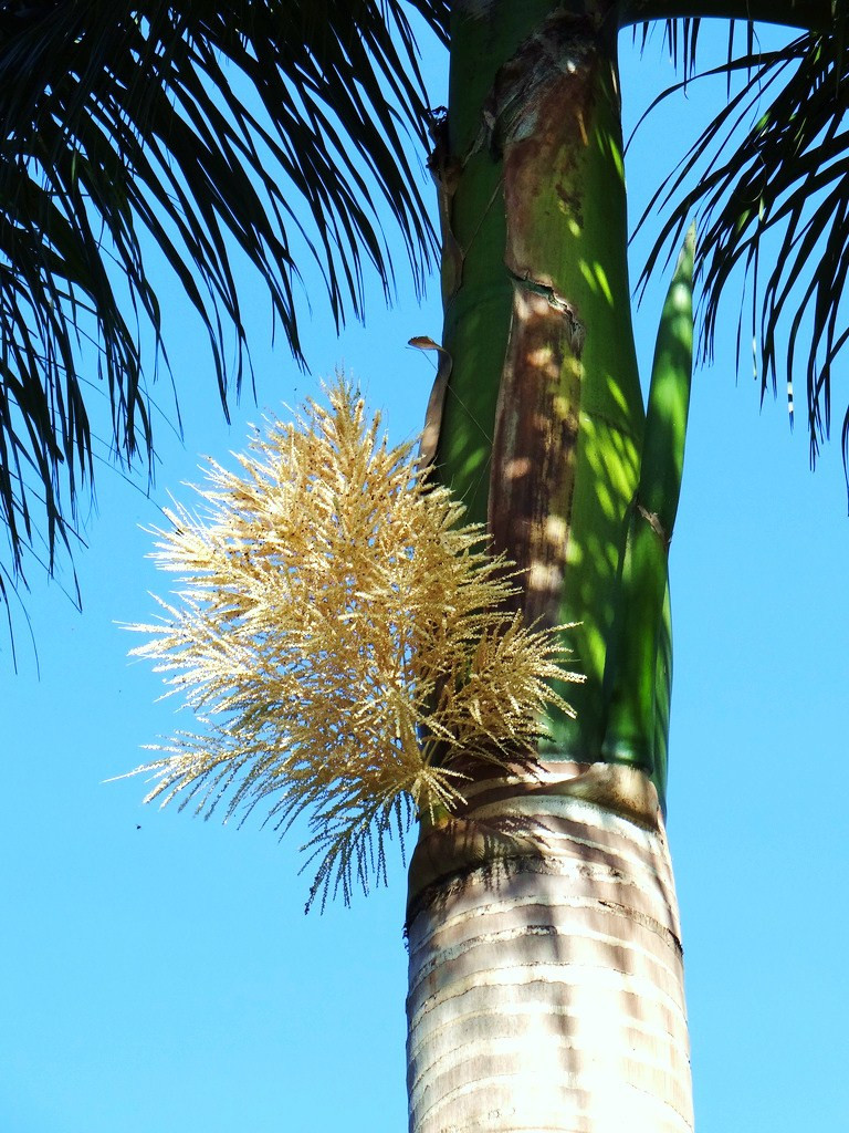 Roystonea Regia CUBAN ROYAL PALM tall tree ornamental palms plant seed 100 seeds