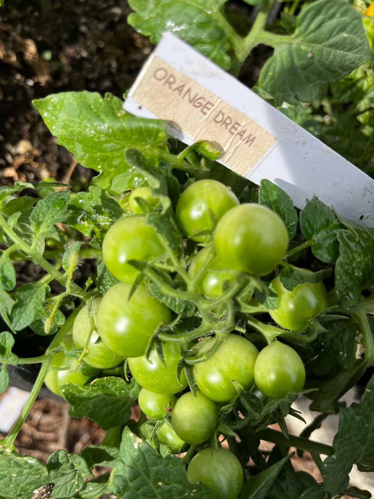 Heirloom Dwarf Tomatoes Orange Dream 20 seeds -hydroponics, container, patio
