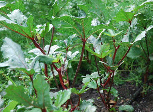 50+ Red Burgundy Okra Seeds(Abelmoschus Esculentus) Fresh Vegetable Seeds USA