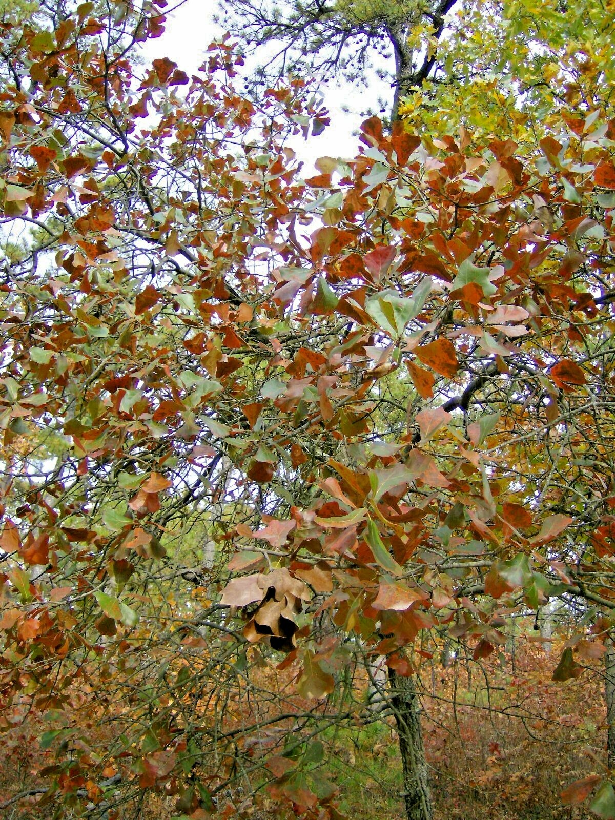 12 BLACKJACK OAK ACORNS – Quercus marilandica marilandica