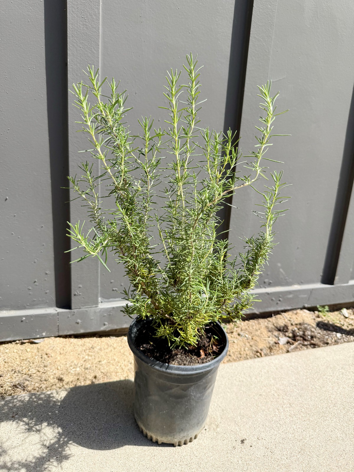 Rosemary Plant, 1 Gallon Pot, Fragrant Culinary Herb, Edible Herb Garden Plant