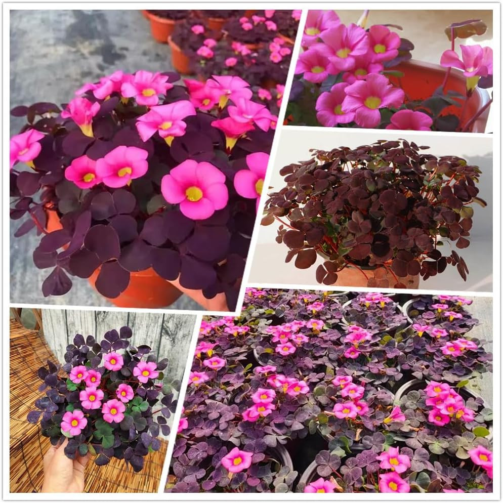 12 Purple Shamrock Bulbs Oxalis Triangularis for Planting, Flower Bulbs Indoor O